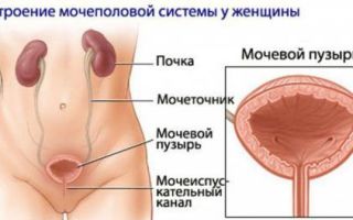 Женские заболевания мочеполовой системы